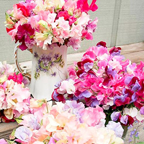 Sweet Pea Seeds - Sublime Scent Mix