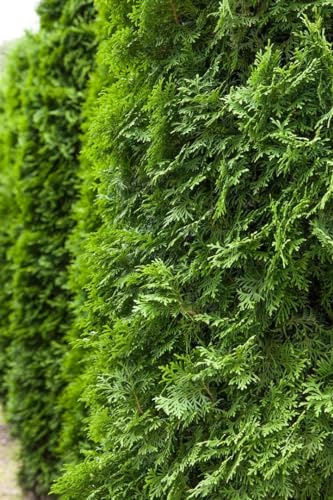 Thuja occidentalis 'Columna' 175-200 cm – Winterhart, Immergrün, Pflegeleicht – Lebensbaum – Heckenpflanze für Garten & Sichtschutz
