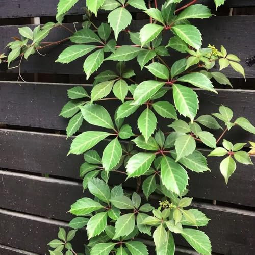 100 Pcs Wilder Wein Pflanze Winterhart Samen - Kletterpflanzen Winterhart, Deko Pflanzen Creeper Jungfernrebe Samen, Exotische Pflanzen Winterhart Geschenke Für Gartenfreunde Gartendeko