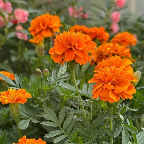 semi di calendula biologici - tagetes - perenni resistenti di calendula di calendula to perenni, decorazione autunnale rare, 800pcs