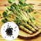 Haloppe emillas de rábano Picante para jardinería, 500 Piezas Semillas de Wasabi Productivas Bien adaptadas Vitalidad Nutritivas Tolerantes a la sequía Fácil germinación Semillas comestibles de