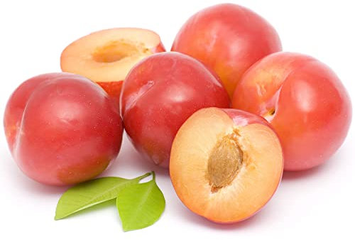 Plum Trees, Multi-Pack, 2 x Tall Plants in 10 Litre Pots, 1.3 to 1.5 Metre Height, Plum, Large Trees, Garden Plants, Garden Ready and Ready to Plant, Premium Quality Fruit