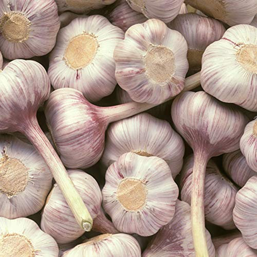 50 Pièces Graines D'ail, Semences D'ail, Légumes Bisannuels Naturels, Graines de Légumes à Semer pour Jardin et Potager, Faciles à Planter, Germination Élevée