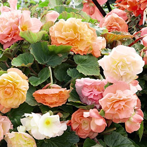 Begonia Tubers 'Parisienne Trailing' Half-Hardy Perennial Fragrant Blooms Easy to Grow Your Own Garden Flowers Supplied As 5X Tubers by Thompson and Morgan