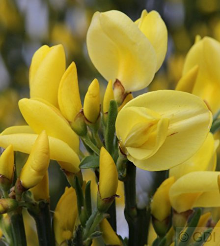 Elfenbein Ginster Allgold 30-40cm - Cytisus praecox