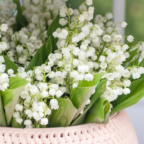 600 Graines de Muguet Non-OGM Résistantes au Froid, Fleurs Parfumées, Plantes Vivaces en Intérieur et Extérieur