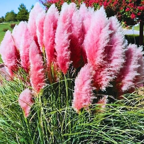 Pack 3 Pink Pampas Grass Plants Live Clumps, 5-9 Inch Tall, Ornamental Grasses Live Plants Perennial