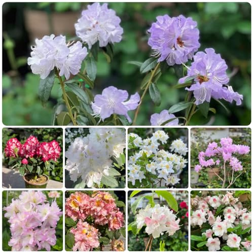 semillas resistentes de rododendro - balcon azalea orgánicas, exterior, 220pcs