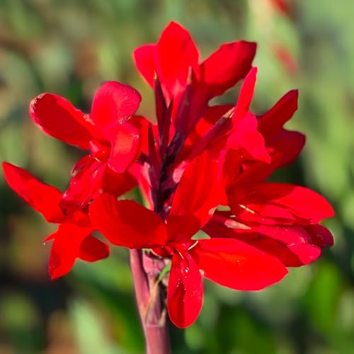 Bulbi di CANNA INDICA | Bulbi provenienti dai migliori produttori Olandesi | Esclusiva selezione e controllo qualità | Fioritura garantita dal primo anno. (1 Canna indica FIREBIRD)