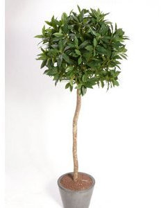 Konstgjort lagerträd, svårantändligt, med äkta trästam, bladkrona ca diameter 60 cm, höjd ca 140 cm – konstträd, konstgjorda träd konstgjorda växter, konstpalmer dekopalmer