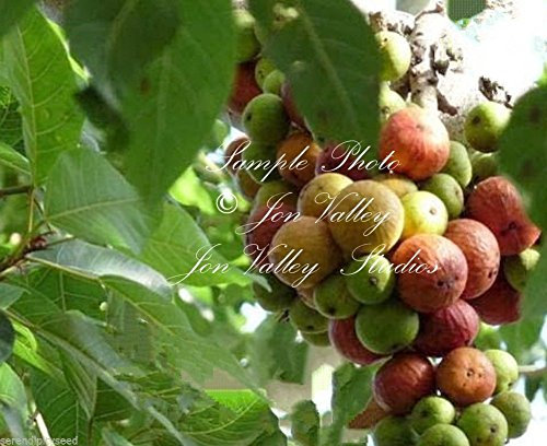 Ficus racemosa Higuera Albero semi pianta tropicale - Bonsai o Standard (20 semi Nessun inseguimento)