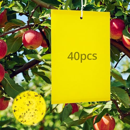 QWORK® 40 Piezas trampas de Placas Amarillas árboles frutales, trampas Adhesivas Moscas, Trampa procesionaria, para pulgones, polillas y Otros Insectos