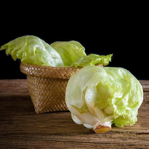 semillas de lechuga iceberg de interior exóticas lechuga iceberg fresca, raras trepadoras resistentes 800pcs