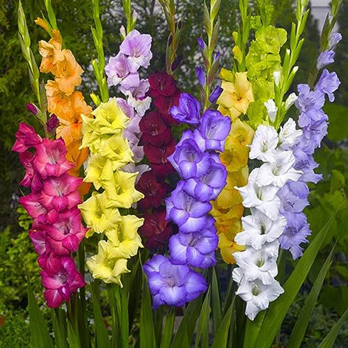 8 pcs winterharte gladiolen zwiebeln - blumenzwiebeln frühblüher blumendeko,Gladiolus, blumenzwiebeln mehrjährig winterhart zimmerbonsai bonsai zwiebel pflanzen für balkonkästen winterhart
