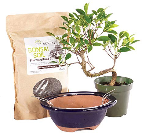 Brussel's Bonsai - Live Golden Gate Ficus Bonsai Tree Kit with Ceramic Bonsai Pot & Bonsai Soil, Indoor Bonsai Plant Starter Kit, Easy Care Houseplant for Home or Office (Small)
