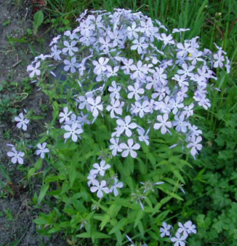 Phlox de MontañaLinanthus grandiflorus 300 Semillas