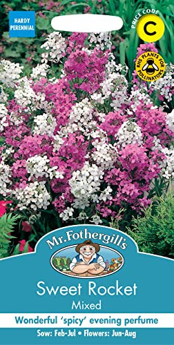Mr Fothergill's 22581 Flower Seeds, Sweet Rocket Mixed