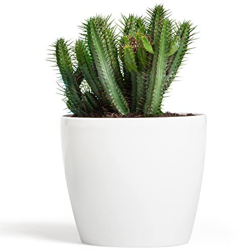 botle Blumentopf Pflanzkübel Pflanzgefäß Übertopf Kunststoff Glanz Rund Weiß D 300 mm H 265 mm