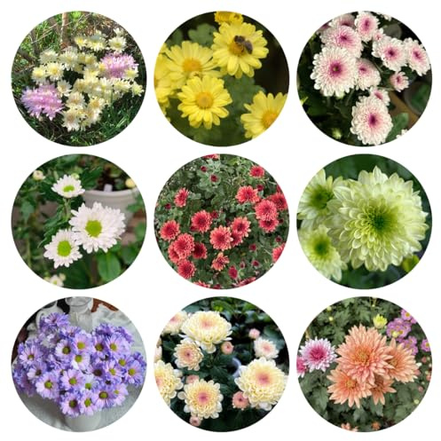 semi di margherita - resistenti balcone 450pcs
