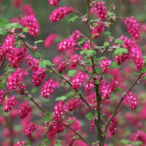Plant Theory Pulborough Scarlet Flowering Currant Ribes Sanguineum Shrub Plant 2L Pot