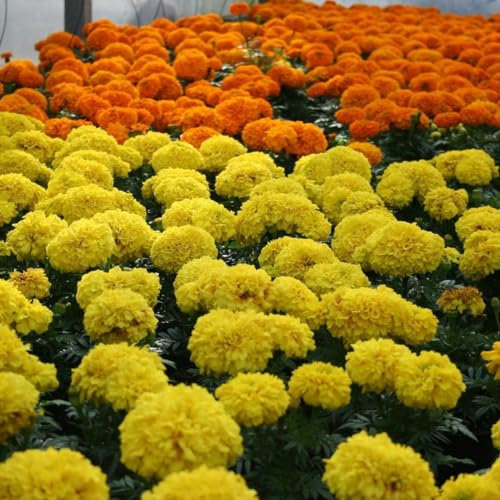 Semillas de Flores de Tajete o Tagetes Patula Fáciles de Cultivar