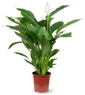 Attitude Jardin - Spathiphyllum - fleur de lune - 80-90 cm - ⌀ 17 cm - plante d'intérieur