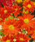 Chrysanthemum x hort.'Kl.Bernstein' ca. 9x9 cm Topf - Chrysantheme, bernsteinfarbene Blüten, Blütezeit Herbst, ideal für Kübel, pflegeleicht und winterhart
