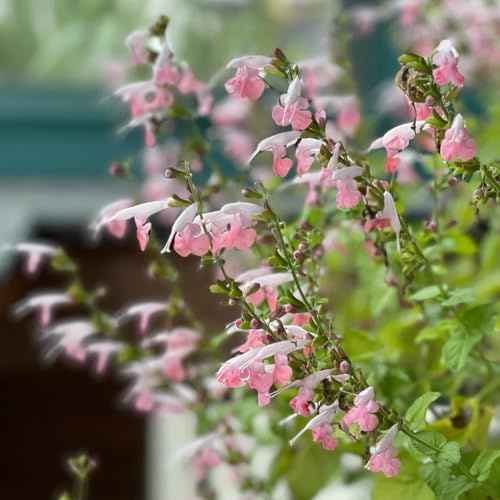 Semi di Salvia - semi di Salvia japonica - per esterno resistenti all'inverno da giardino roccioso resistenti 350pcs