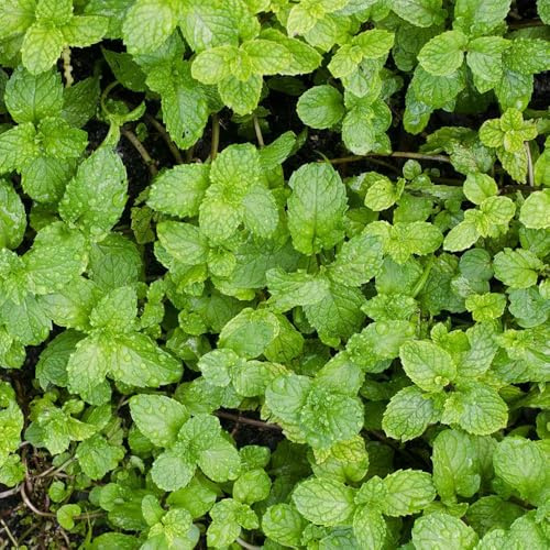 semillas de melisa, melisa perenne de jardín de cobertura del suelo exóticas resistentes silvestres del balcón 400pcs