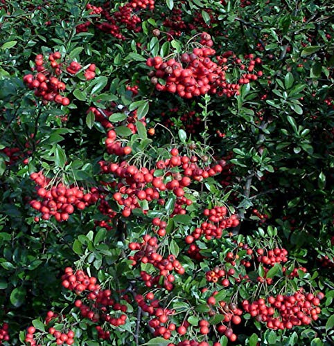 Feuerdorn Red Column 125-150cm - Pyracantha - lebende Gartenpflanze aus den Baumschulen