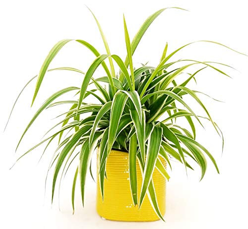 POWERS TO FLOWERS - CHLOROPHYTUM, FALANGIO IN VASO CERAMICA VERDE ANTICATO, vaso 13cm, pianta vera