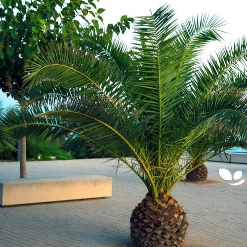 Canary Island Palm - 5 Seeds + freebie + Plant tag (Phoenix canariensis)