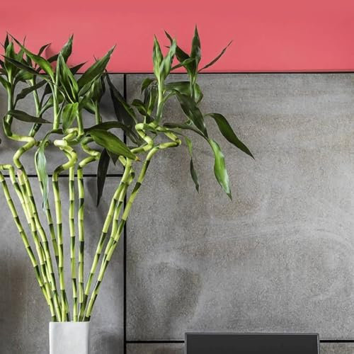 Carbeth Plants - Lucky Bamboo 40cm Stems - 3 Spiral Stems - Dracaena Sanderiana - Indoor Plant Gift