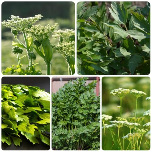 semi di levistico biologici da orto, levistico di perenni, fresche di selvatiche, 60pcs