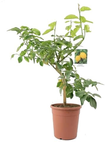 Limonero Natural Árbol para tu Jardín: Plantación Fácil y Natural
