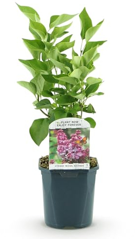 Green boutiQ - Gartenpflanze - Syringa vulgaris Michel Buchner - Gewöhnlicher Flieder - Frostbeständig - Rosa - 1 Pflanze - Topf 17cm - Höhe 45cm
