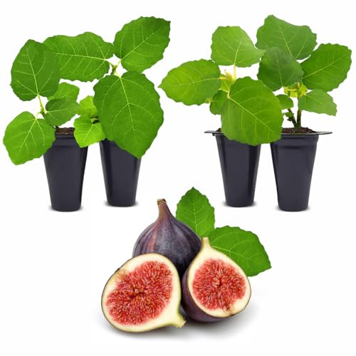 Fig Tree Chicago Hardy Live Plant (4 Pack) Cold-Hardy Live Plants to -10°F | Easy to Grow Plants | Edible Fruit Plant | Grow Your own Food on Your Edible Organic Garden| Live for Planting.