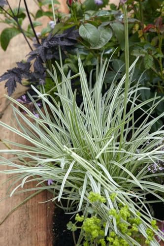 Tulbaghia violacea 9x9 cm Topf – Mehrjährig, Pflegeleicht – Knoblauchgras – Kübelpflanze für Terrasse & Balkon