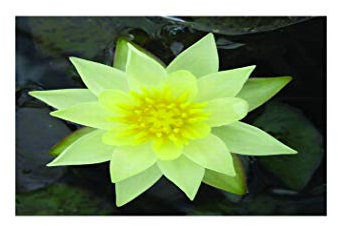Lincolnshire Pond Plants Ltd - Aquatic Pond Plants Pygmaea Helvola Water Lily - Pond Plants - DW09-Loose Root
