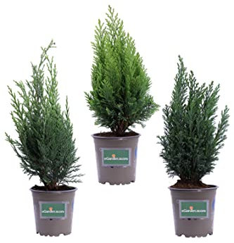 Set di 3 Piante Conifere diverse grandezze piante da esterno piante Conifere varietà Chamaecyparis Tuia Cryptomeria Set di piante ornamentali Set di Conifere vere venduto da eGarden.store (Vaso 9 cm)