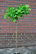 Fächerblattbaum Stämmchen Ginkgo biloba Mariken 80 cm Stammhöhe im 5 Liter Pflanzcontainer