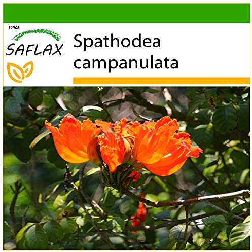 SAFLAX - Albero dei tulipani - 30 semi - Con substrato - Spathodea campanulata