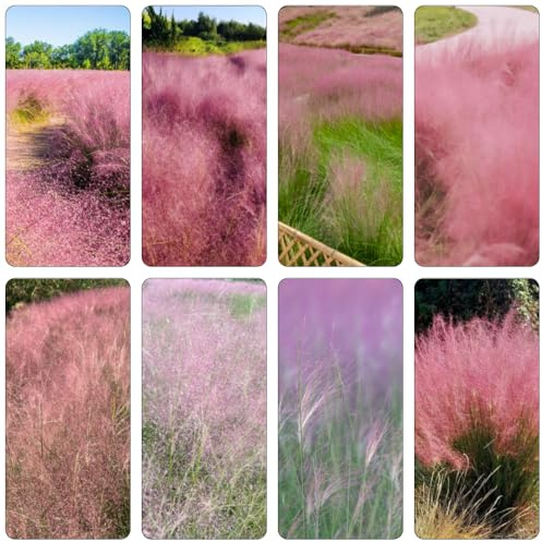 Semi Muhlenbergia capillaris - balcone ornamentale resistente all'aperto giardino rocce resistenti Letti elevati per 1200pcs