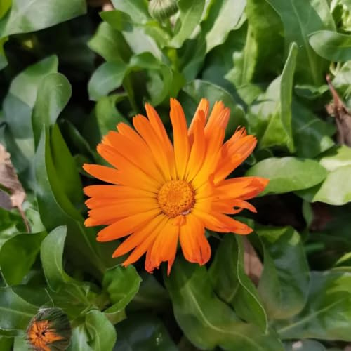 semi di calendula, balcone interno giardino resistenti 800pcs