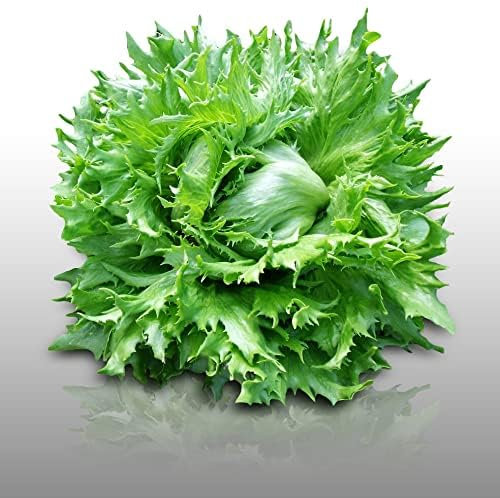 500 Graines à semer - Le Grenier d'Abondance - LAITUE BATAVIA - Reine des Glaces ou Iceberg