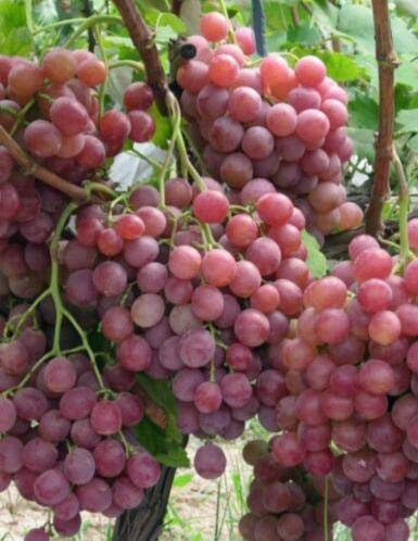 Pinkdose Giant Red Globe Weinrebe Fruchtpflanze Bonsais!, Riesige Früchte! Winterharte, Kontingente usw. 50 Stück