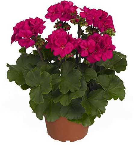 Geranio Color Rosa Oscuro Premium DECOALIVE Planta Natural con Flores para Exterior e Interior Flores Rosa