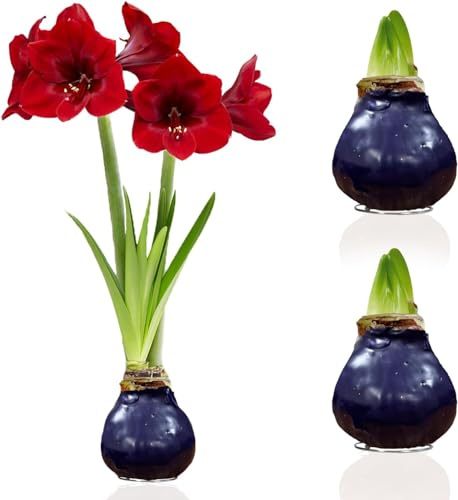 Bulbos holandeses de Amaryllis de cera púrpura, 2 bulbos de flores de cera en tamaño grande 28/30, Mezcla exclusiva de flores de Holanda, Verdaderos Hippeastrum