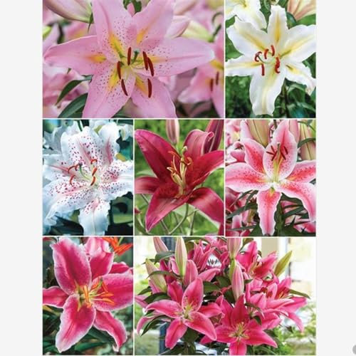 Lilium martagon zwiebeln,Winterharte mehrjährig,seltene Pflanzen,dekorative Blumen,lilie Riesen,Lilien Im topf,Duft lilien,lilien Deko,lilien knollen,lilien zwiebeln winterhart.-10 zwiebeln-H