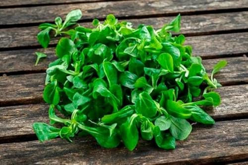 Semillas Valerianella Locusta Canónigos o Hierba de los Canónigos Fácil de Cultivar